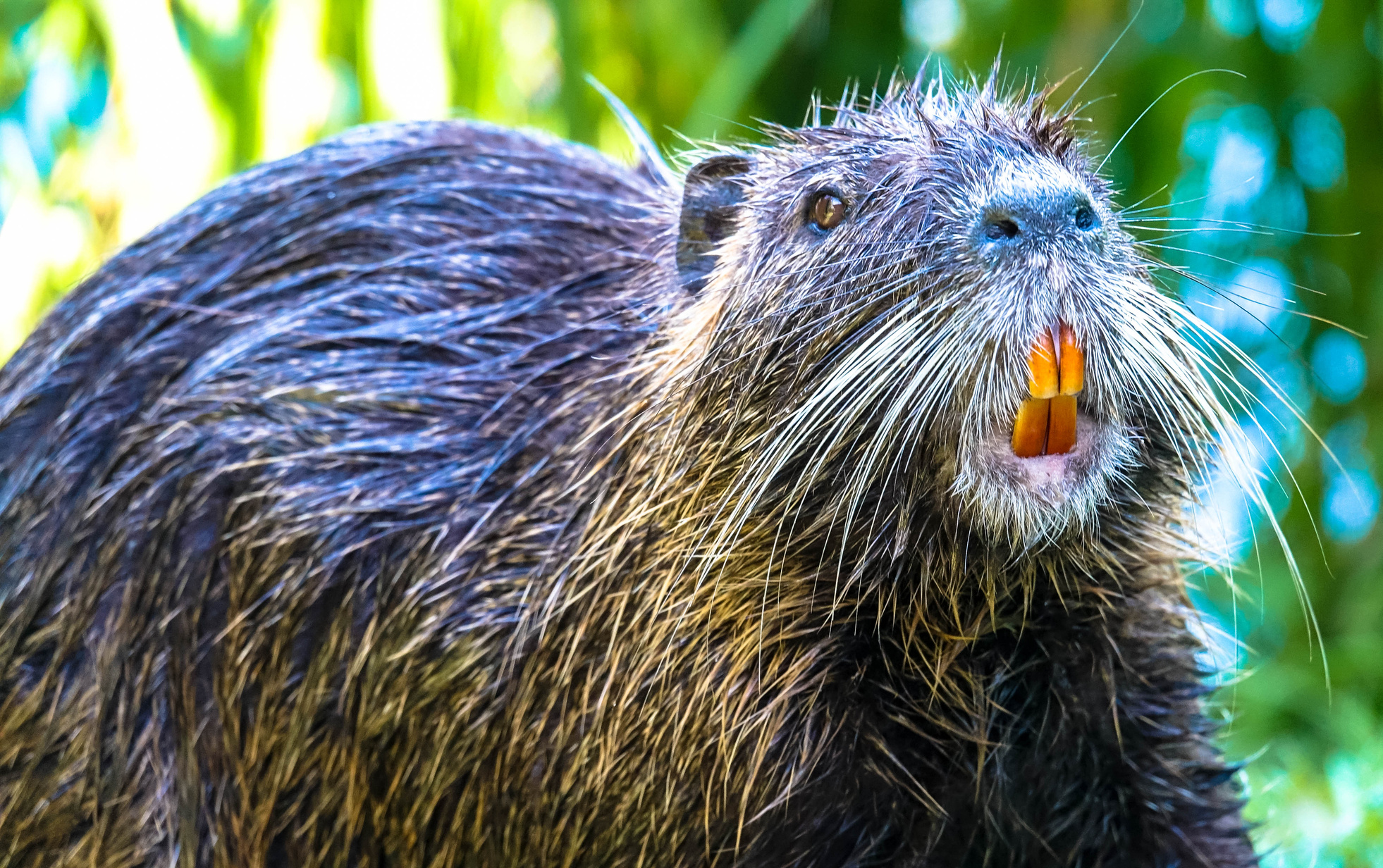 Nutria with yellow teeth
