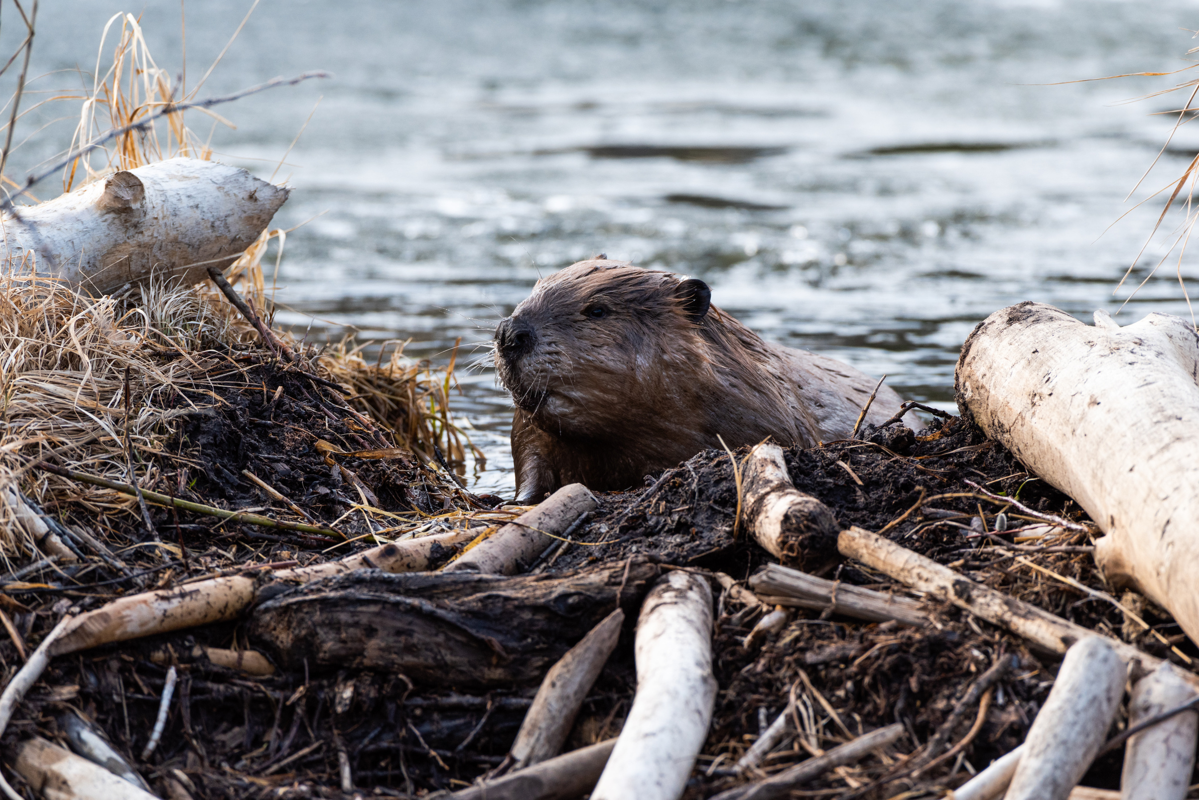A large beaver climbing ove the beaver dam