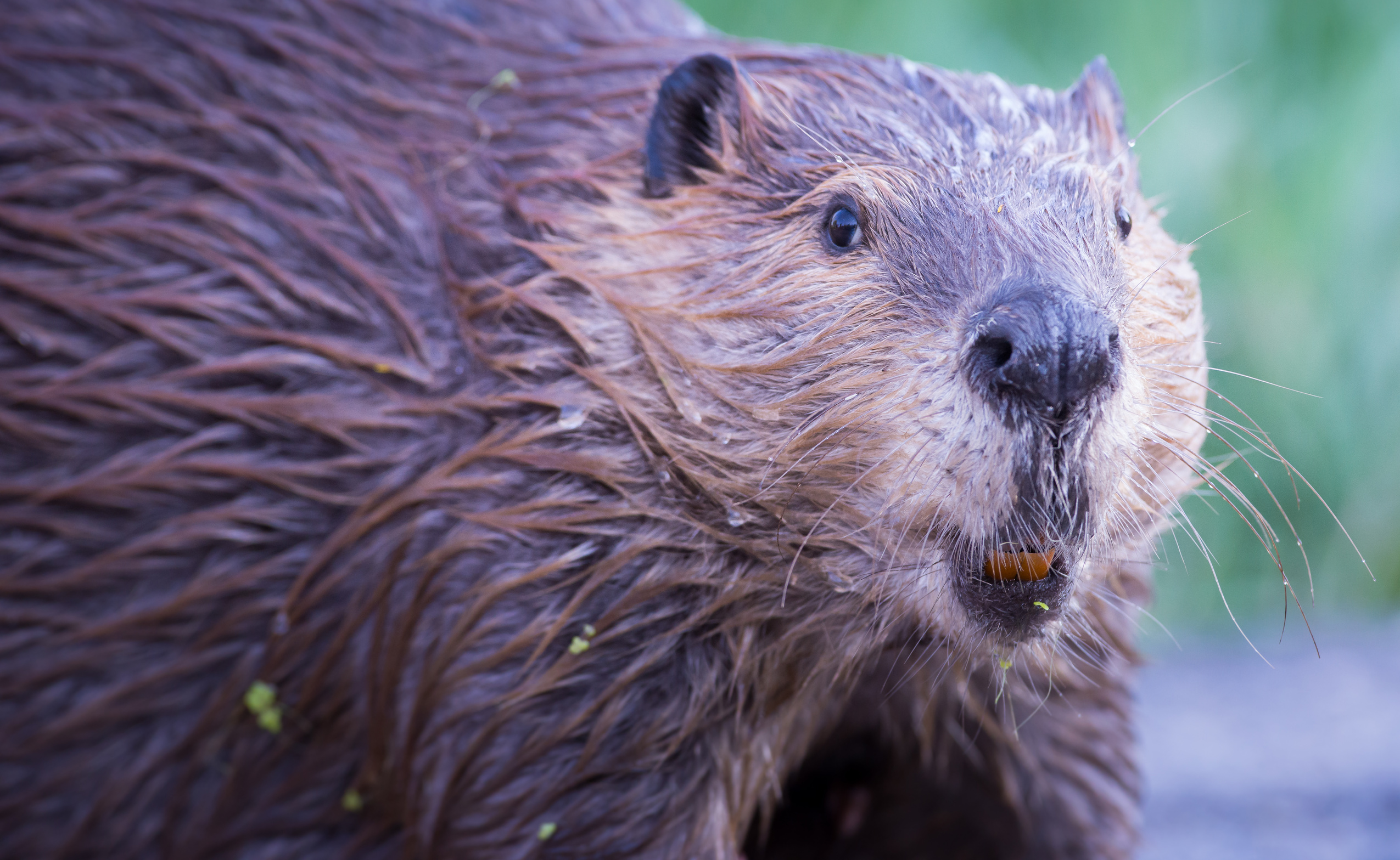 Beaver