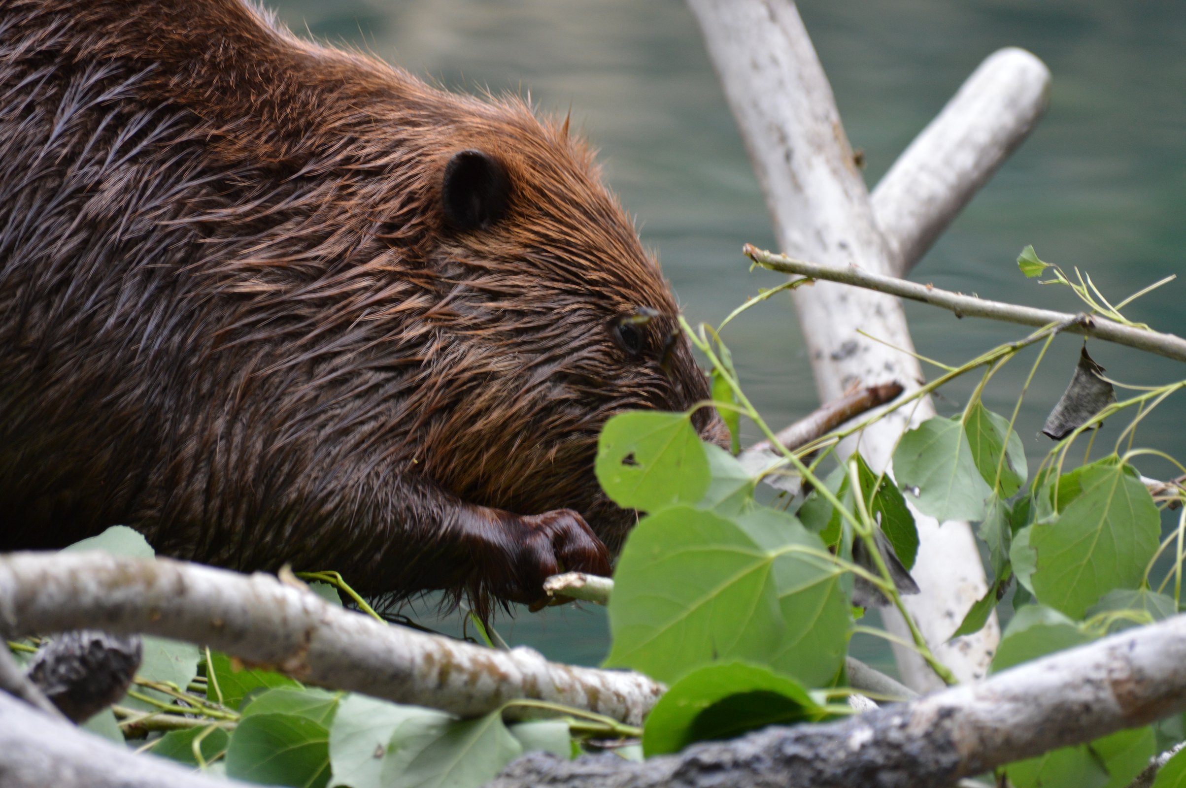Beaver on a dam