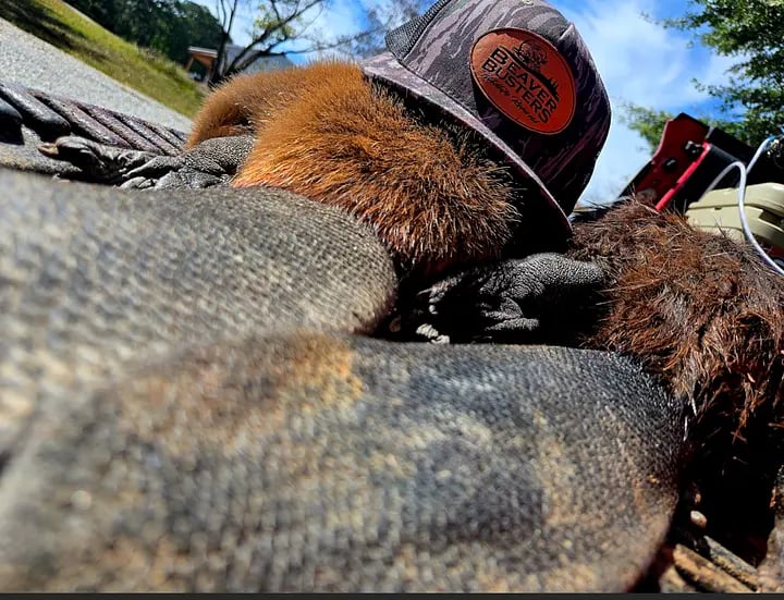Furry beaver wearing a cap, resting on a textured surface outdoors