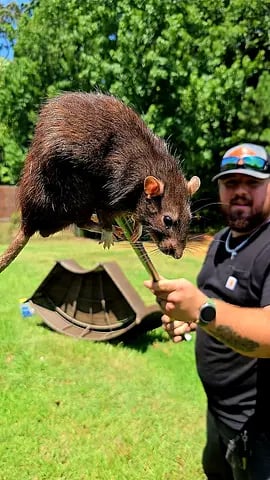 Large rat perched on stick held by person in grassy outdoor setting