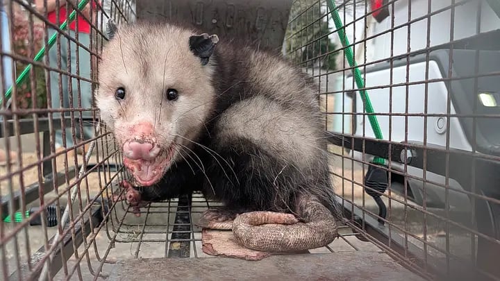 Opossum with pink nose trapped inside a wire cage, looking distressed