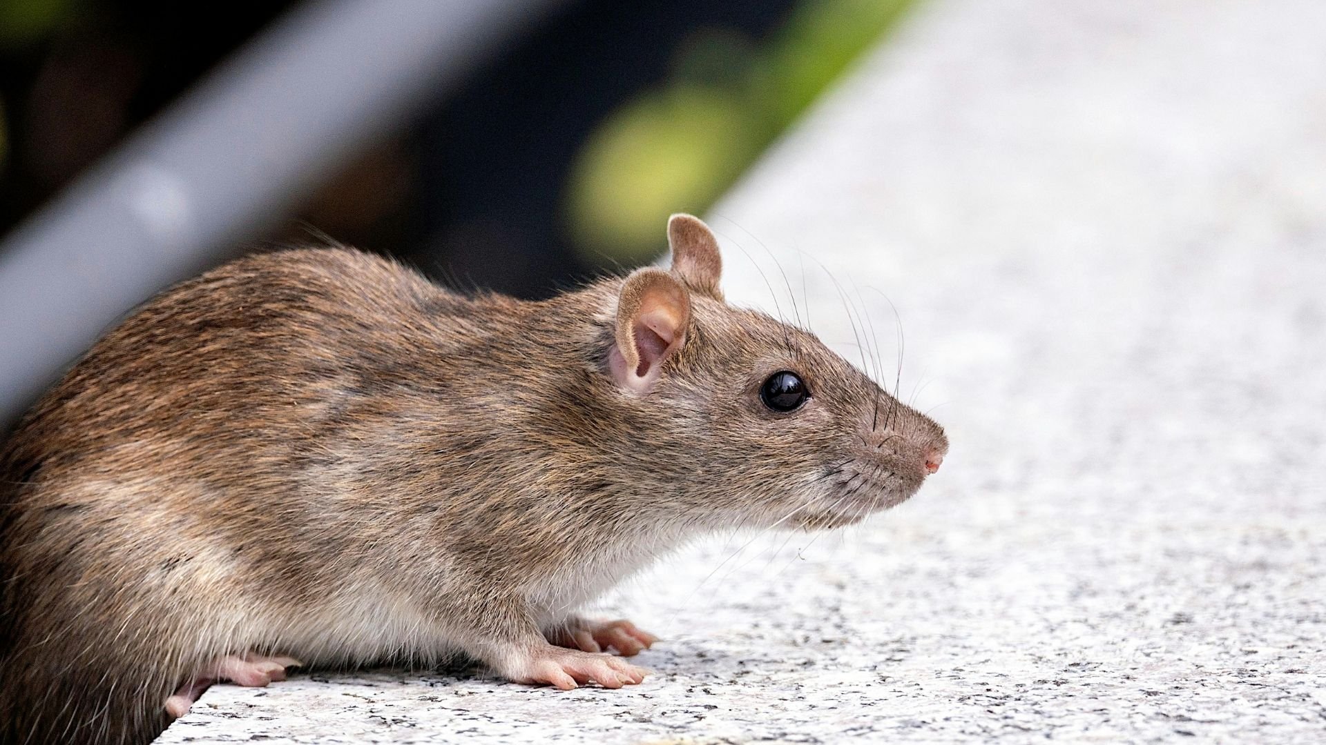 Brown rat sitting on textured surface, alert and looking to the side
