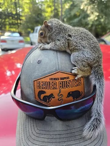 Squirrel sitting on a gray cap with "Beaver Busters" patch and sunglasses